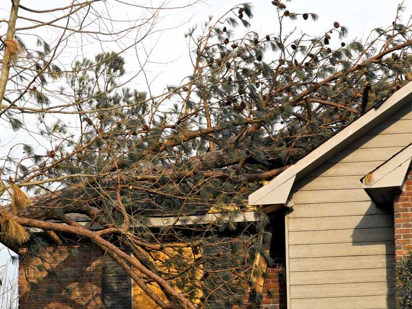 6 Ways Trees Can Damage Your Roof and Home